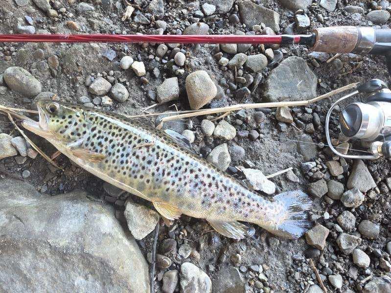 Jake P.'s Brown Trout