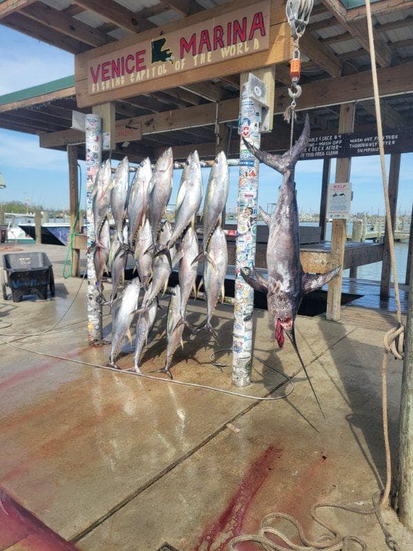 Venice Crew's Tuna Run